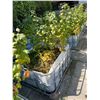 Image 3 : Large Group of Approx. 9 Planters Beds (47.5W x 40.5D x 21H)