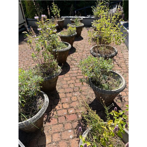 Large Group of Various Plants w/Pots