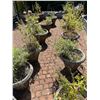Image 1 : Large Group of Various Plants w/Pots Including - Silvestri 17 Inch Concrete Planter Pots