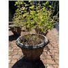 Image 2 : Large Group of Various Plants w/Pots Including - Silvestri 17 Inch Concrete Planter Pots