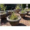 Image 3 : Large Group of Various Plants w/Pots Including - Silvestri 17 Inch Concrete Planter Pots
