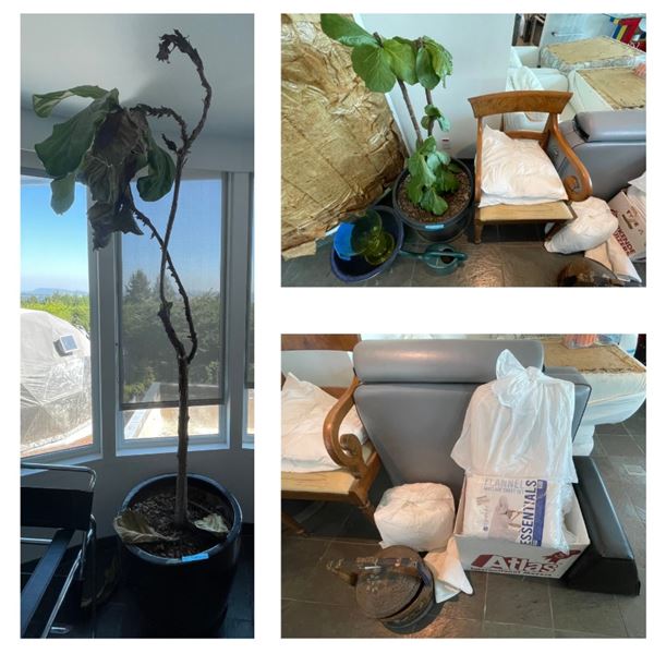 Group of Misc - 2x Plants, Massage Table, Chair, Cushions, Etc.