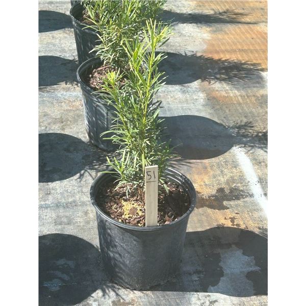50 - Podocarpus   3 Gal - 50 X $