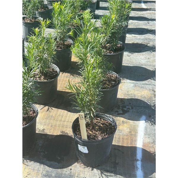 50 - Podocarpus   3 Gal - 50 X $