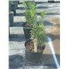 Image 1 : 50 - Podocarpus   3 Gal - 50 X $