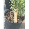 Image 2 : 50 - Podocarpus   3 Gal - 50 X $