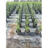 Image 3 : 50 - Podocarpus   3 Gal - 50 X $