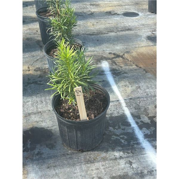 50 - Podocarpus   3 Gal - 50 X $