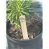 Image 2 : 50 - Podocarpus   3 Gal - 50 X $