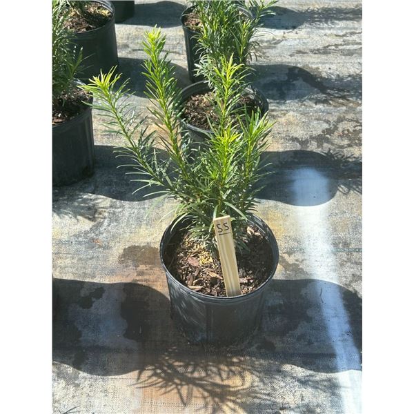50 - Podocarpus   3 Gal - 50 X $