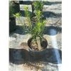 Image 1 : 50 - Podocarpus   3 Gal - 50 X $