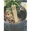Image 2 : 50 - Podocarpus   3 Gal - 50 X $