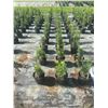 Image 3 : 50 - Podocarpus   3 Gal - 50 X $