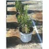 Image 1 : 50 - Podocarpus   3 Gal - 50 X $