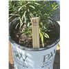 Image 2 : 50 - Podocarpus   3 Gal - 50 X $