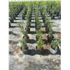 Image 3 : 50 - Podocarpus   3 Gal - 50 X $