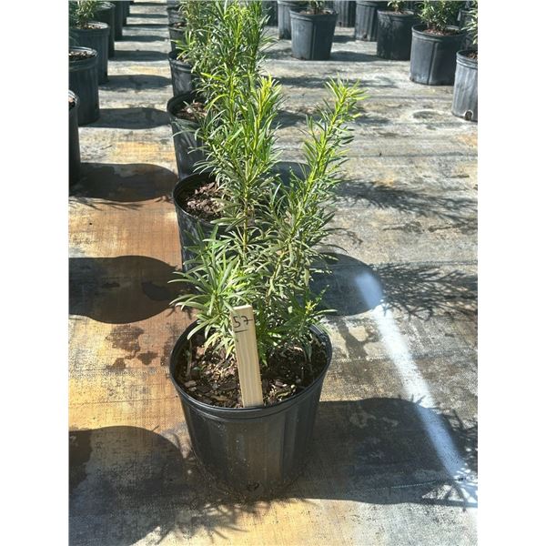 50 - Podocarpus   3 Gal - 50 X $