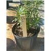 Image 2 : 50 - Podocarpus   3 Gal - 50 X $