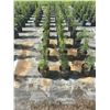 Image 3 : 50 - Podocarpus   3 Gal - 50 X $