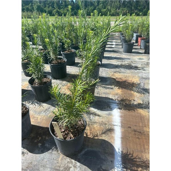 50 - Podocarpus   3 Gal - 50 X $