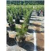 Image 1 : 50 - Podocarpus   3 Gal - 50 X $