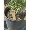 Image 2 : 50 - Podocarpus   3 Gal - 50 X $