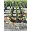 Image 3 : 50 - Podocarpus   3 Gal - 50 X $