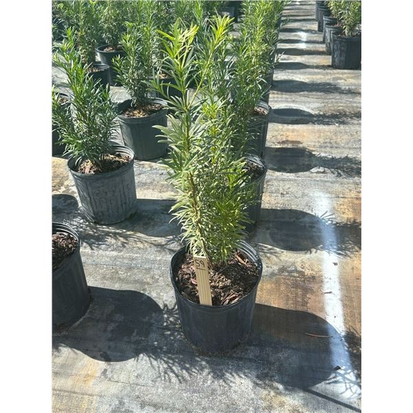 50 - Podocarpus   3 Gal - 50 X $