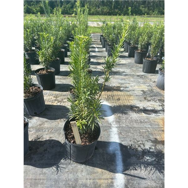 50 - Podocarpus   3 Gal - 50 X $