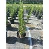 Image 1 : 50 - Podocarpus   3 Gal - 50 X $