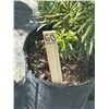 Image 2 : 50 - Podocarpus   3 Gal - 50 X $