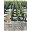 Image 3 : 50 - Podocarpus   3 Gal - 50 X $