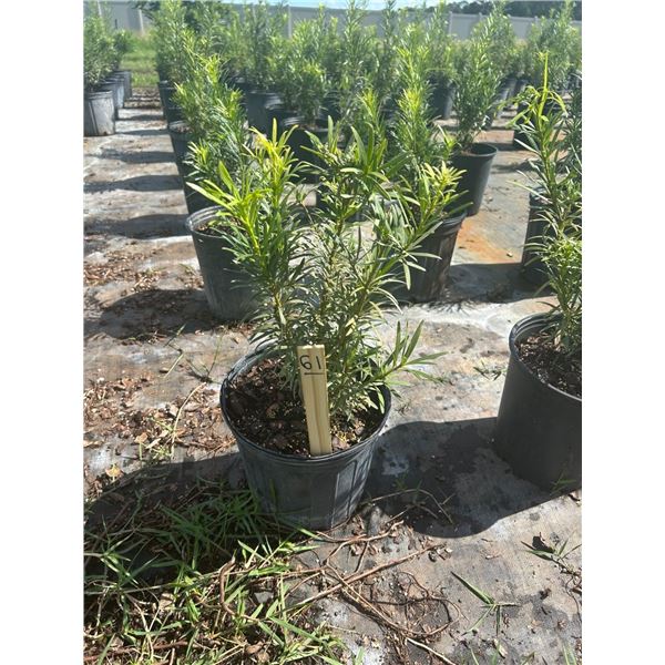 50 - Podocarpus   3 Gal - 50 X $