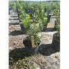 Image 1 : 50 - Podocarpus   3 Gal - 50 X $