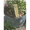 Image 2 : 50 - Podocarpus   3 Gal - 50 X $