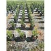 Image 3 : 50 - Podocarpus   3 Gal - 50 X $