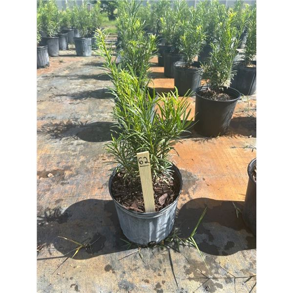 50 - Podocarpus   3 Gal - 50 X $