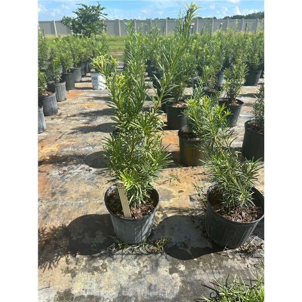 50 - Podocarpus   3 Gal - 50 X $
