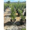 Image 1 : 50 - Podocarpus   3 Gal - 50 X $