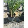 Image 2 : 50 - Podocarpus   3 Gal - 50 X $