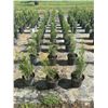 Image 3 : 50 - Podocarpus   3 Gal - 50 X $