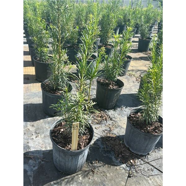 50 - Podocarpus   3 Gal - 50 X $