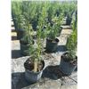 Image 1 : 50 - Podocarpus   3 Gal - 50 X $