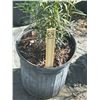 Image 2 : 50 - Podocarpus   3 Gal - 50 X $