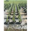 Image 3 : 50 - Podocarpus   3 Gal - 50 X $