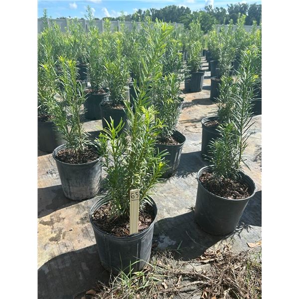 50 - Podocarpus   3 Gal - 50 X $