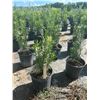 Image 1 : 50 - Podocarpus   3 Gal - 50 X $