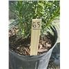 Image 2 : 50 - Podocarpus   3 Gal - 50 X $