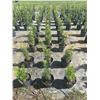 Image 3 : 50 - Podocarpus   3 Gal - 50 X $