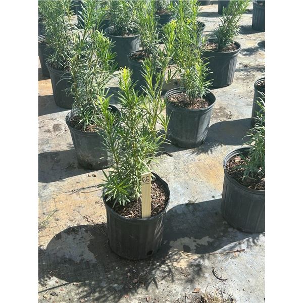 50 - Podocarpus   3 Gal - 50 X $